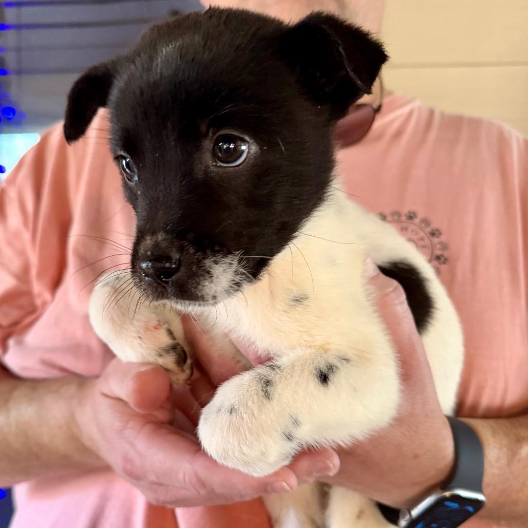 Enlarge Kristoff, a Adoptable Mixed Breed in Opelika, AL image 6/6