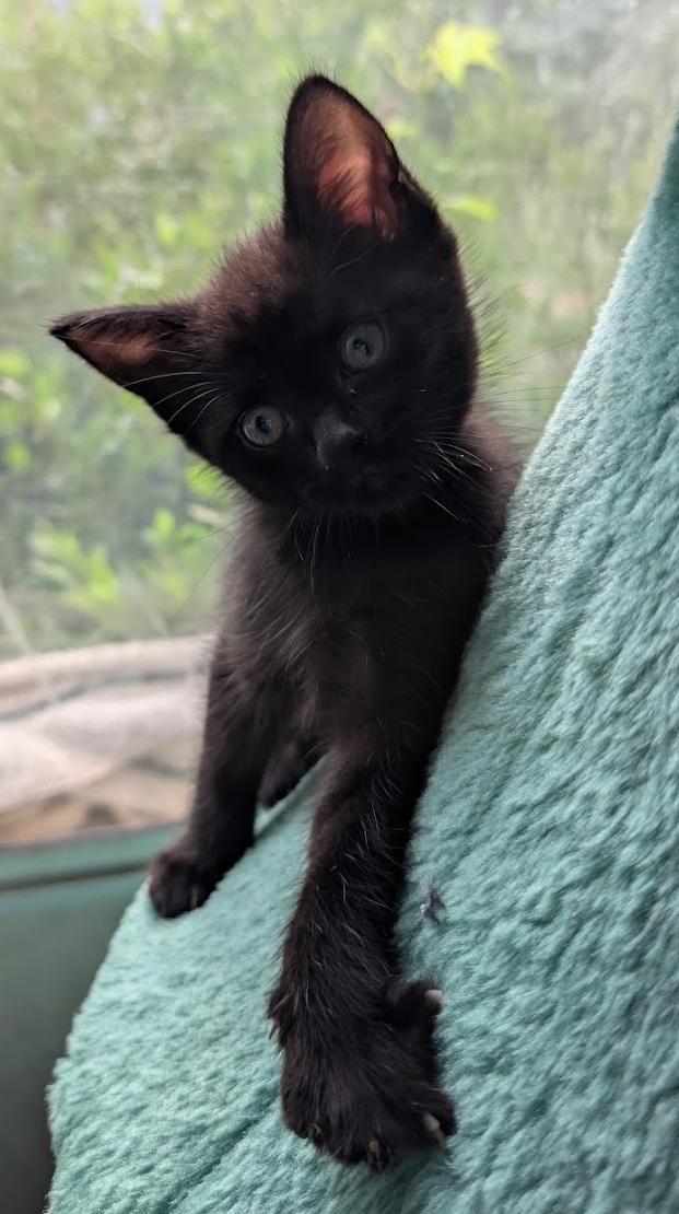 Enlarge Tango, a ADOPTABLE Domestic Short Hair in Granite Falls, NC image 6/6