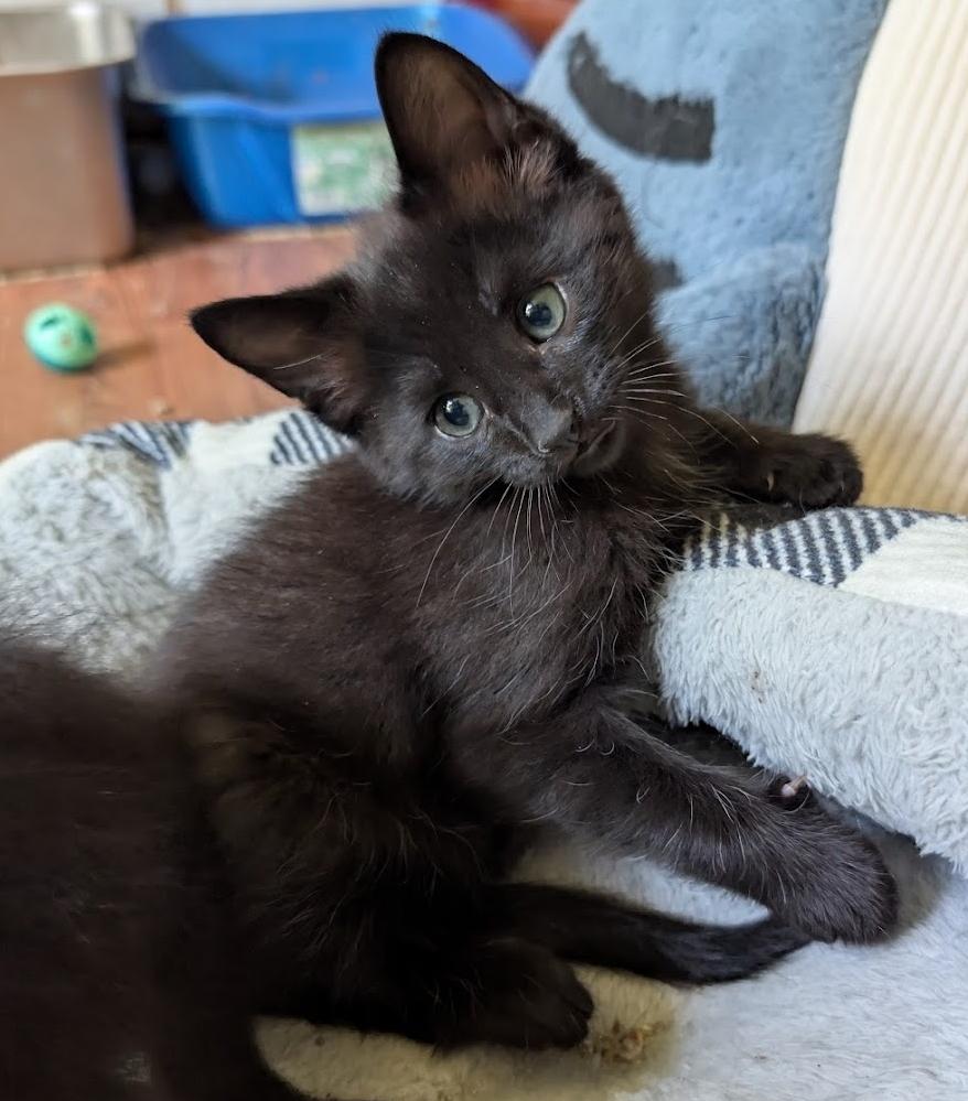 Tango, ADOPTABLE, Kitten Male Domestic Short Hair.