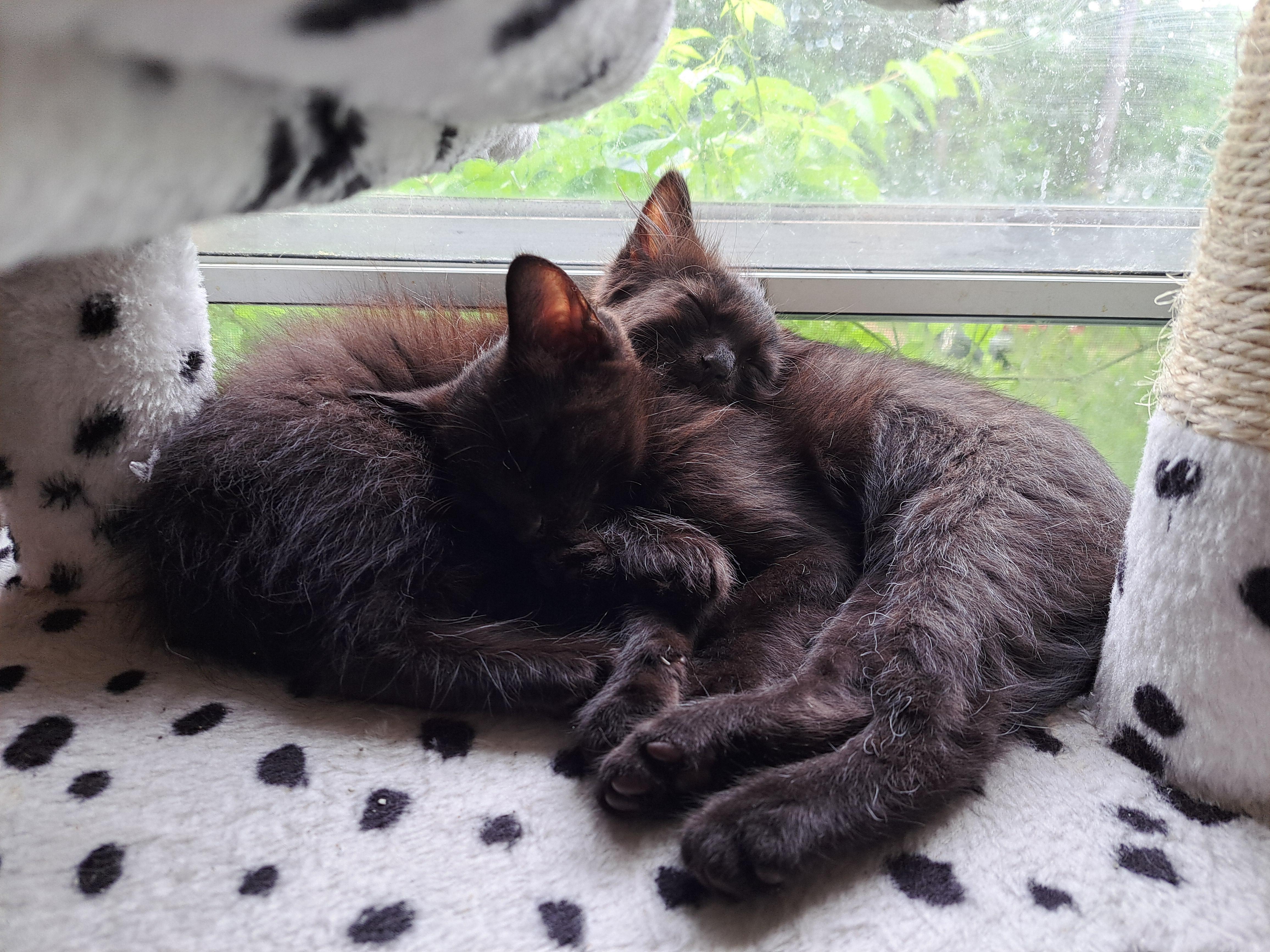 Enlarge Tango, a ADOPTABLE Domestic Short Hair in Granite Falls, NC image 2/6