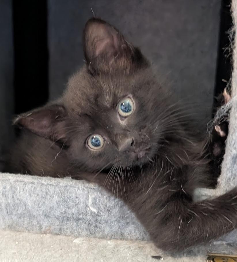 Enlarge Tango, a ADOPTABLE Domestic Short Hair in Granite Falls, NC image 4/6