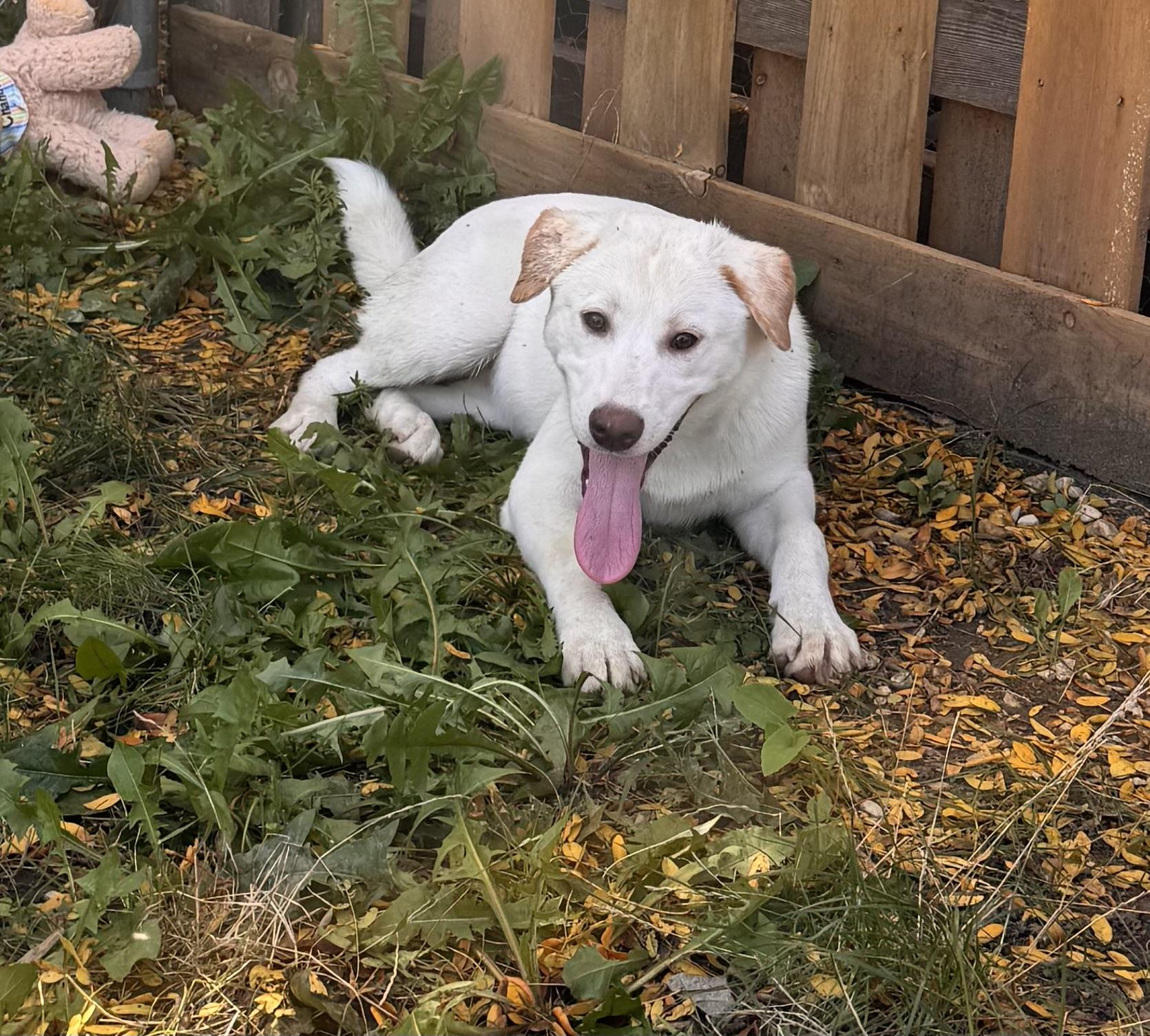 Bee, Adopted, Puppy Female Akita.