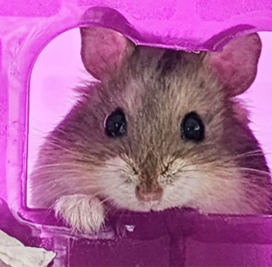 Enlarge Popcorn, a Adoptable Dwarf Hamster in Santa Ana, CA image 1/1