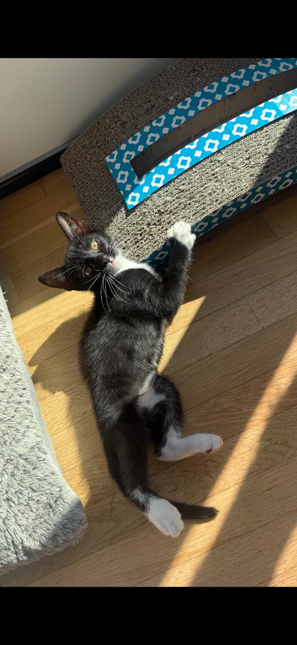 Enlarge Maple (Ziggy's sister) , a ADOPTABLE Domestic Short Hair in Santa Monica, CA image 3/5