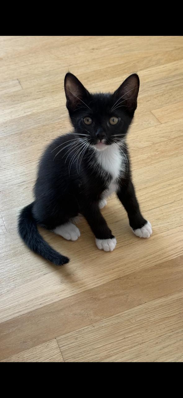 Enlarge Maple (Ziggy's sister) , a ADOPTABLE Domestic Short Hair in Santa Monica, CA image 1/5