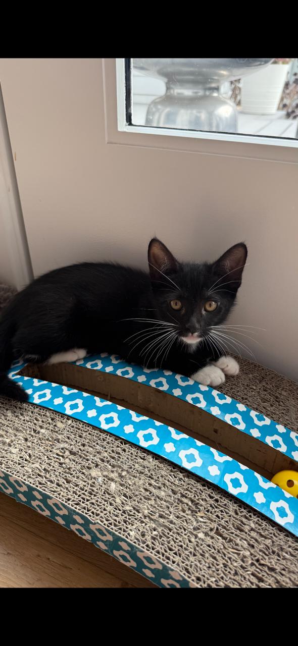 Enlarge Maple (Ziggy's sister) , a ADOPTABLE Domestic Short Hair in Santa Monica, CA image 2/5