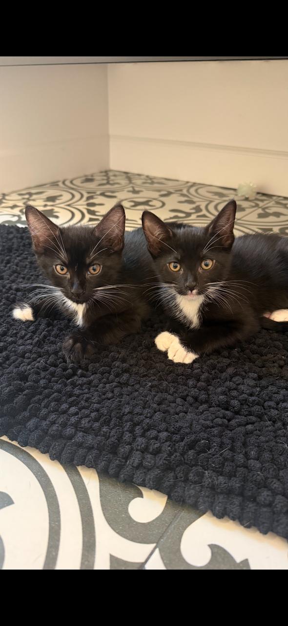 Enlarge Maple (Ziggy's sister) , a ADOPTABLE Domestic Short Hair in Santa Monica, CA image 5/5