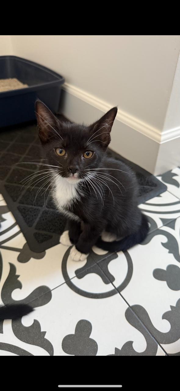 Enlarge Maple (Ziggy's sister) , a ADOPTABLE Domestic Short Hair in Santa Monica, CA image 4/5