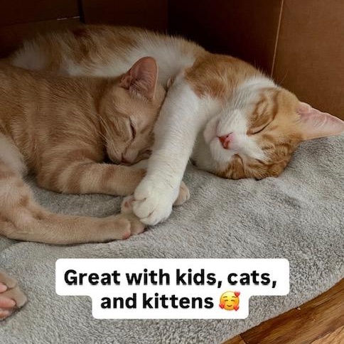 Enlarge Elvis, a ADOPTABLE Domestic Short Hair in San Antonio, TX image 6/6