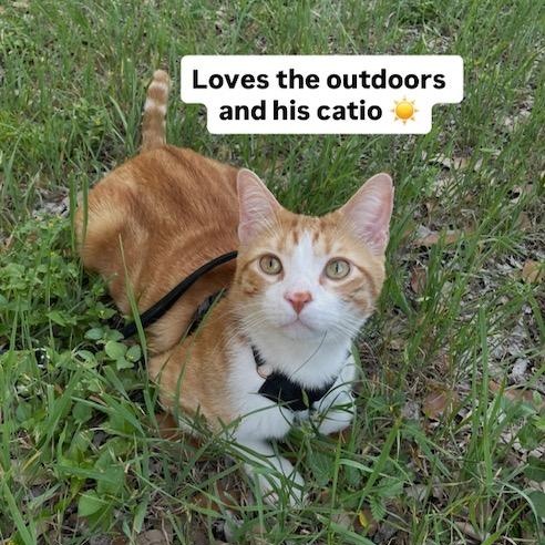 Enlarge Elvis, a ADOPTABLE Domestic Short Hair in San Antonio, TX image 5/6