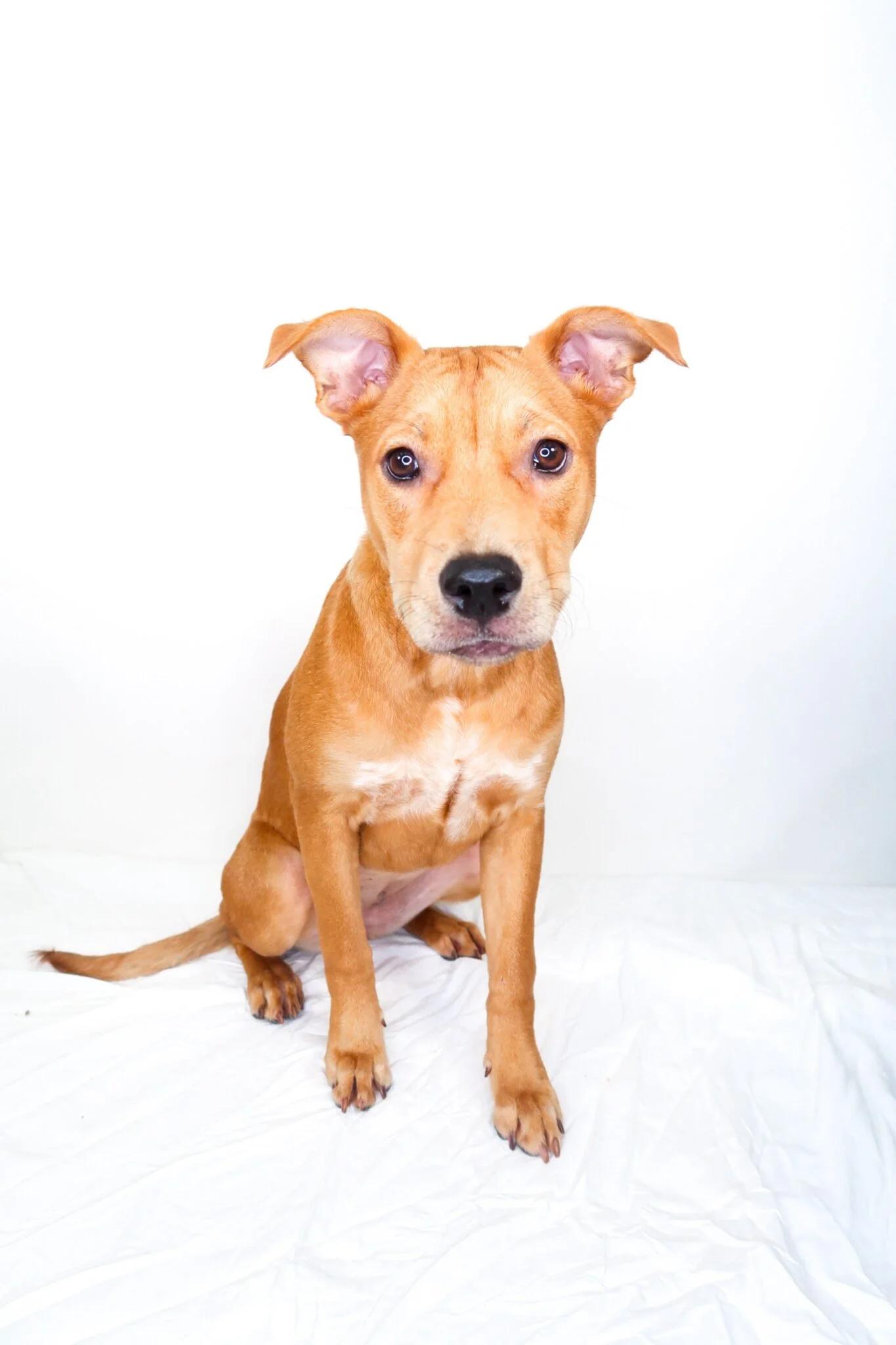 Cherry Berry, a ADOPTABLE mixed breed in Bixby, OK image 1/5