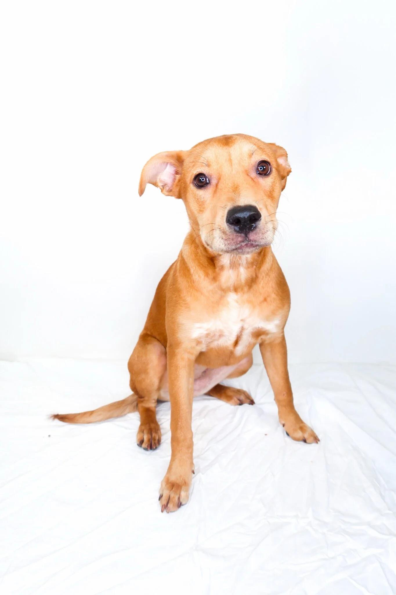 Cherry Berry, a ADOPTABLE mixed breed in Bixby, OK image 4/5