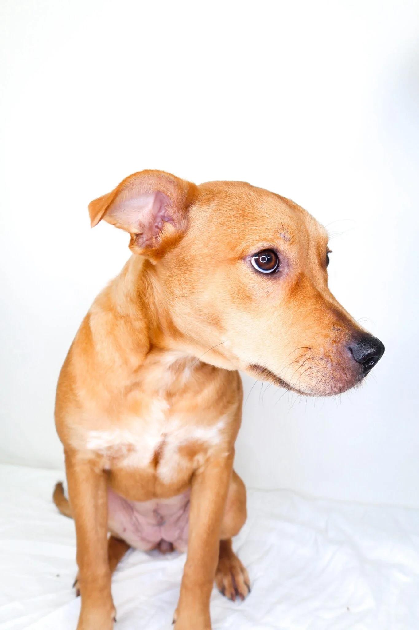 Cherry Berry, a ADOPTABLE mixed breed in Bixby, OK image 5/5