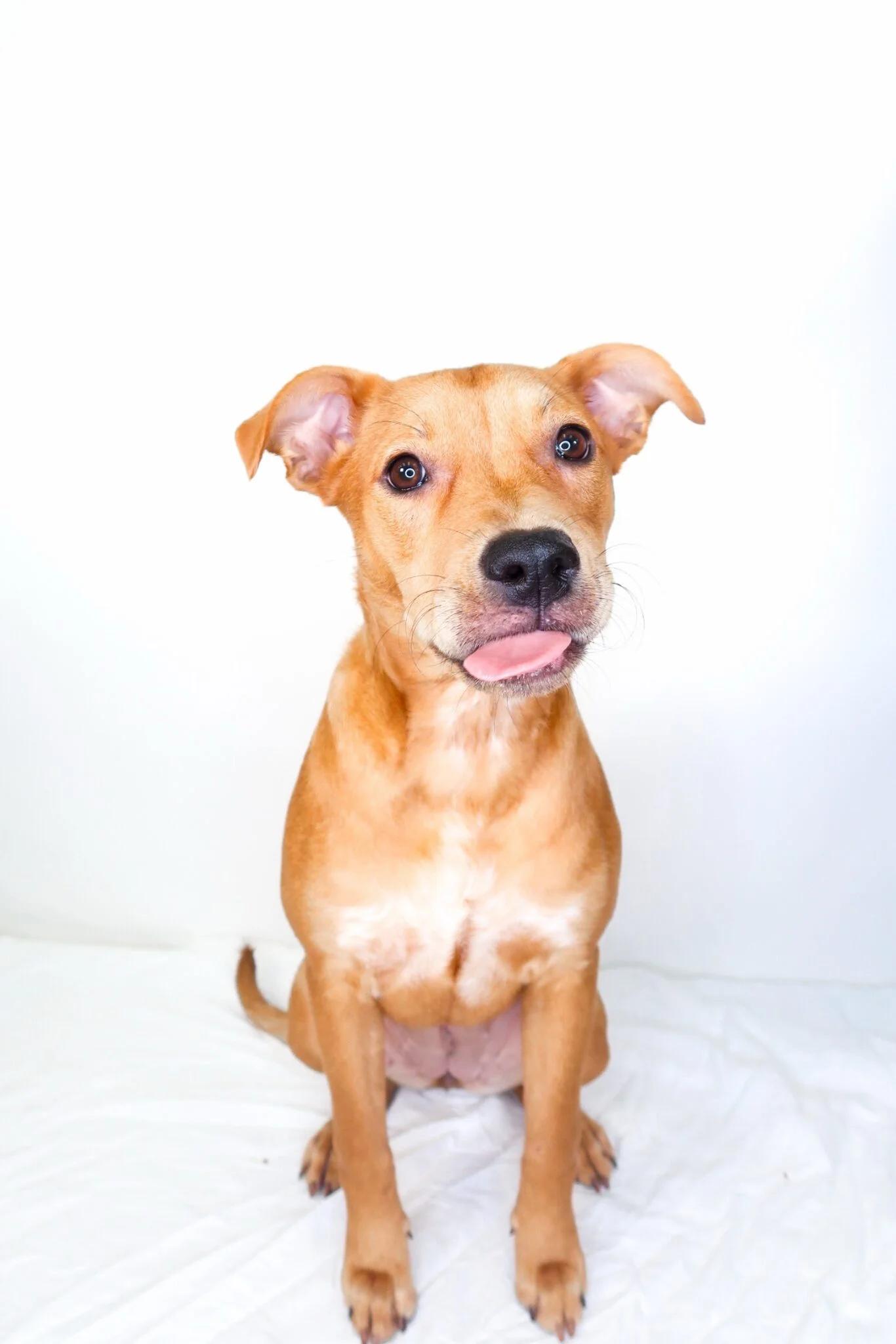 Cherry Berry, a ADOPTABLE mixed breed in Bixby, OK image 3/5