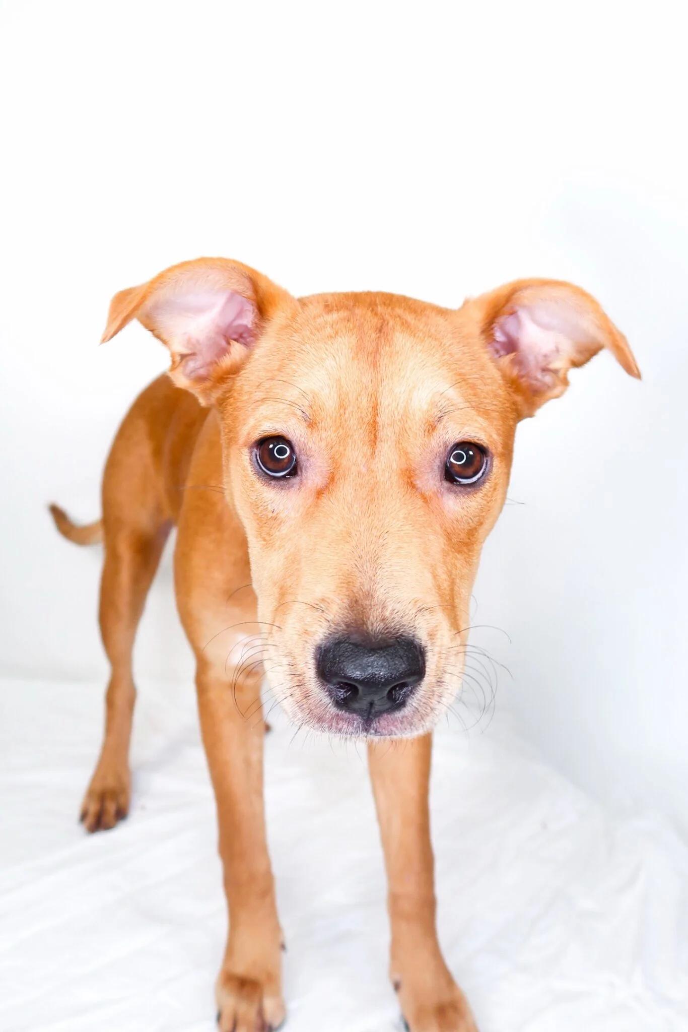 Cherry Berry, a ADOPTABLE mixed breed in Bixby, OK image 2/5
