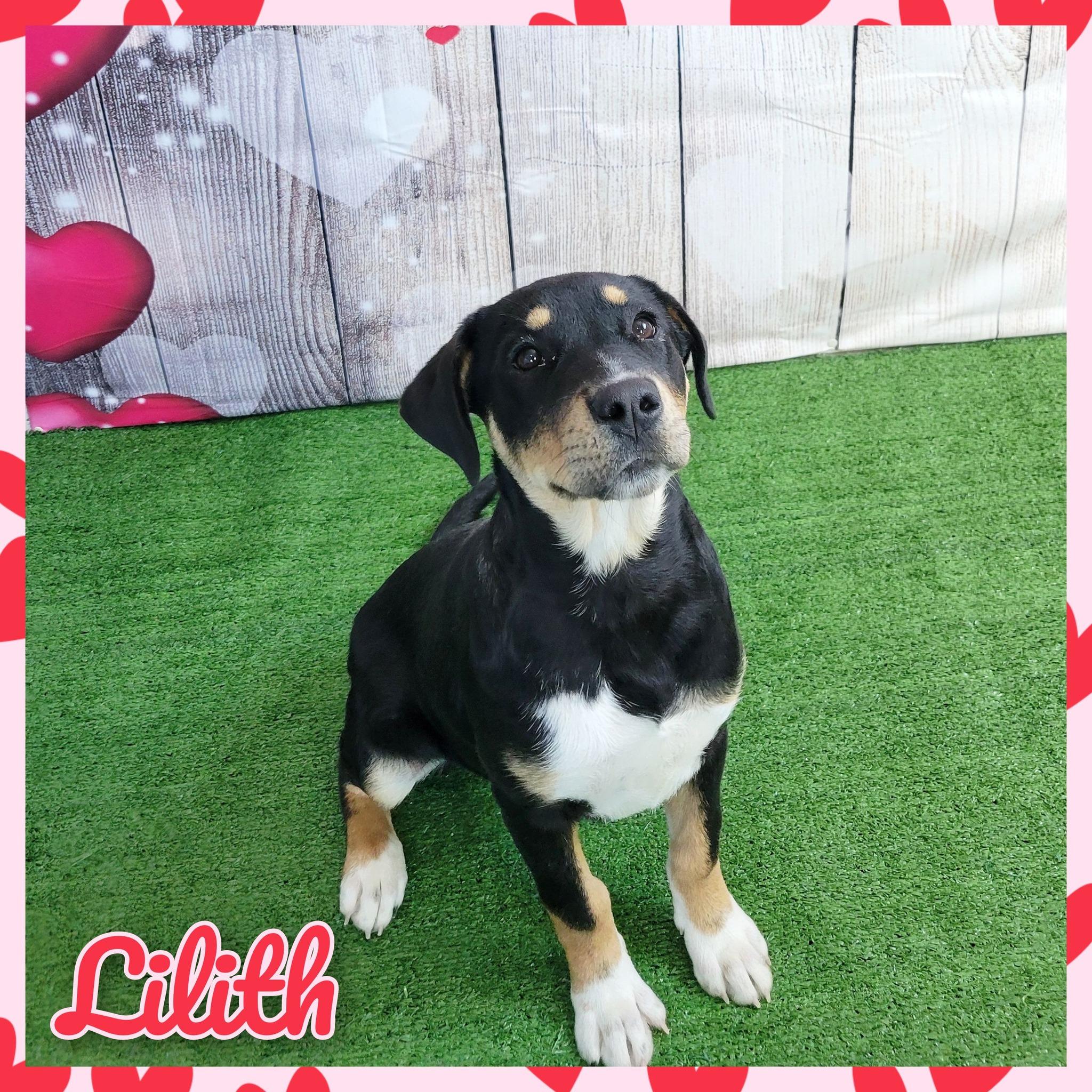 Lilith, Young Female Mixed Breed