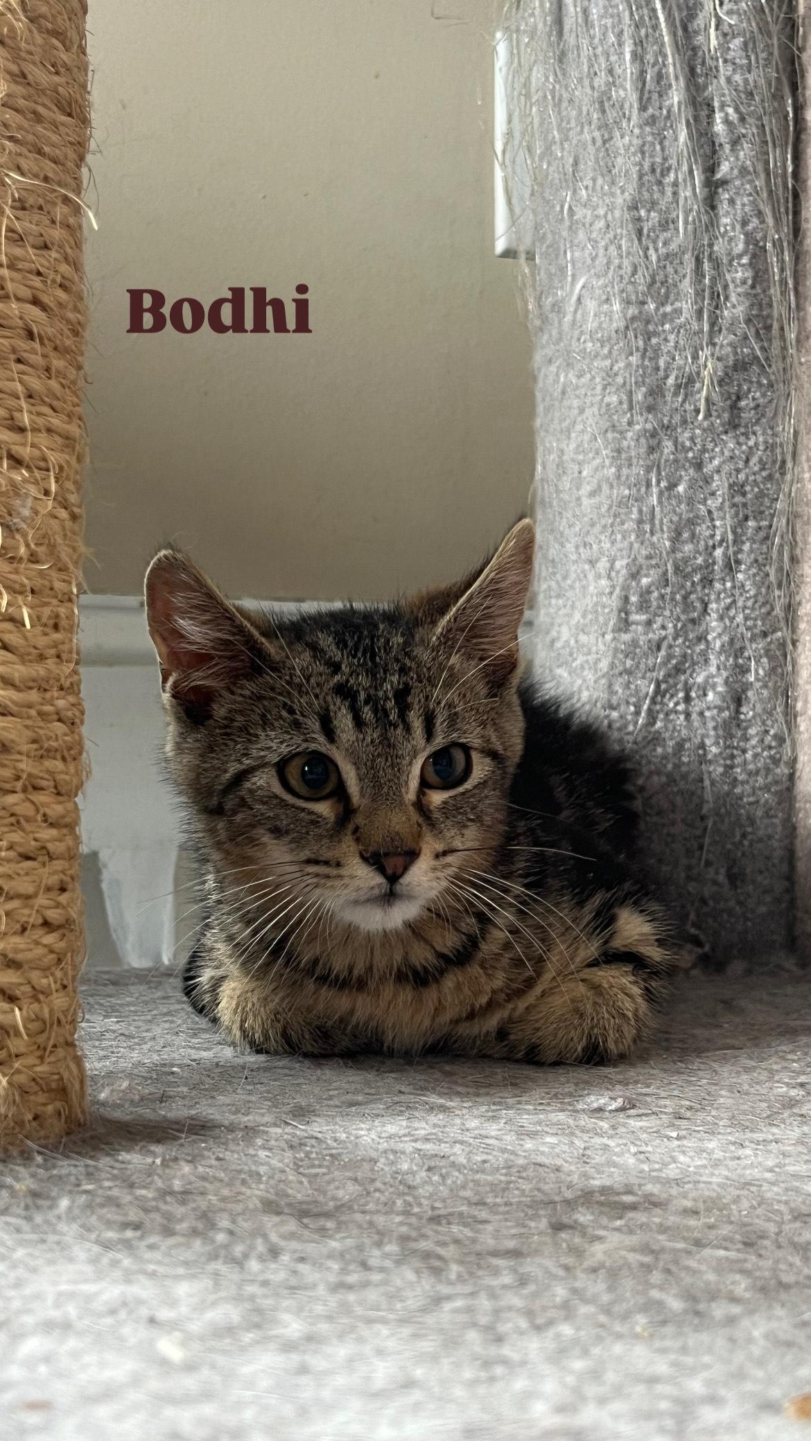 Bodhi, Adoptable, Young Male Extra-Toes Cat / Hemingway Polydactyl & Tabby.