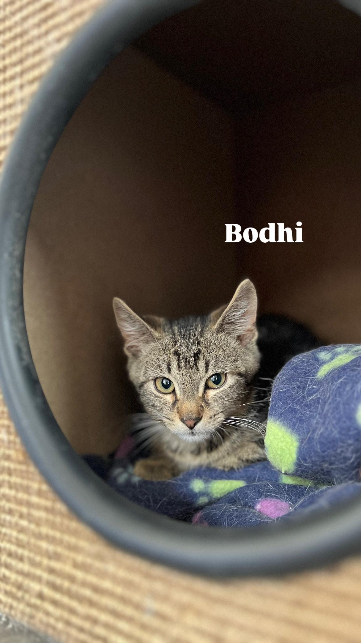 Bodhi, Adoptable, Young Male Extra-Toes Cat / Hemingway Polydactyl & Tabby.