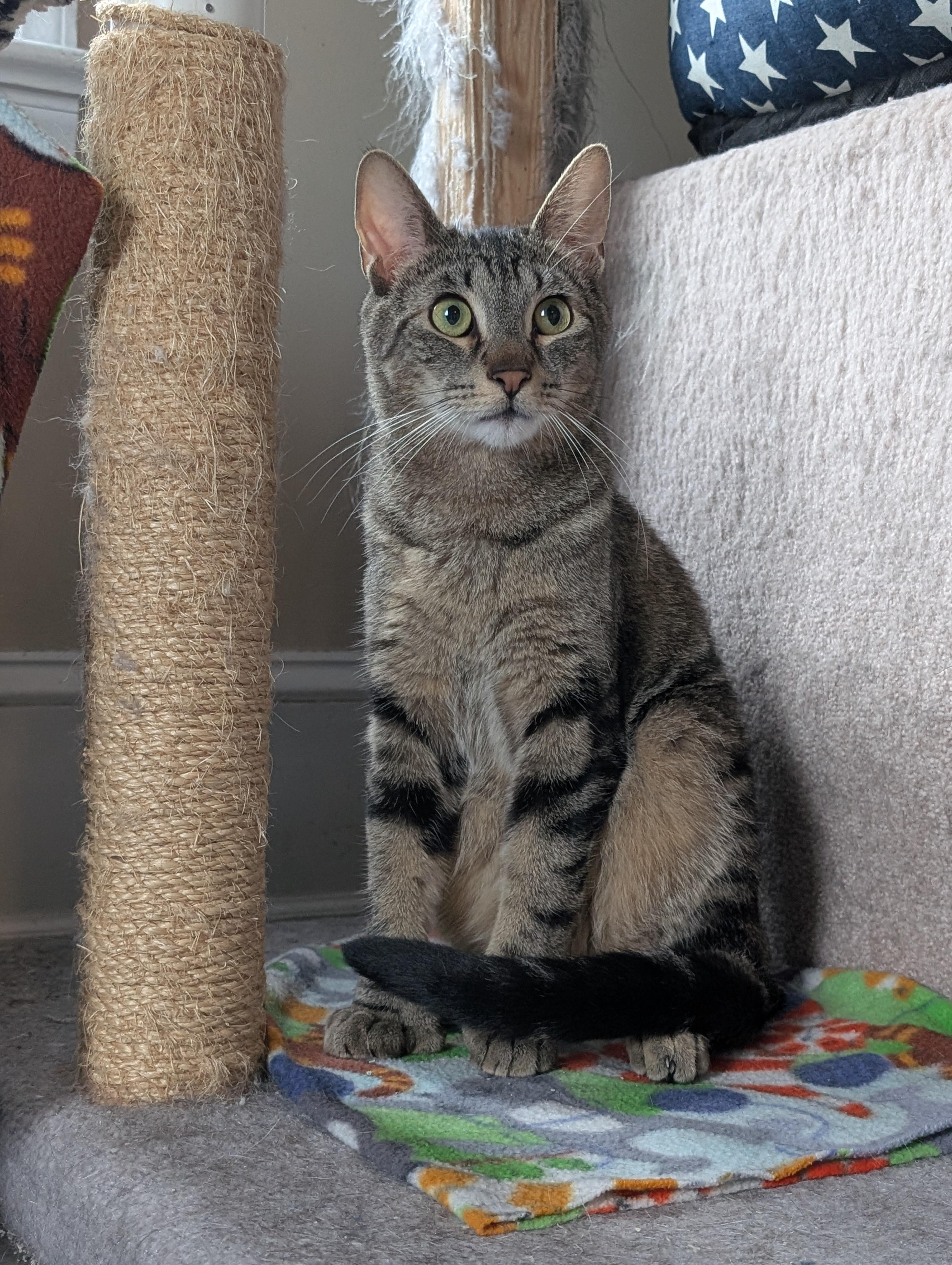 Bodhi, Adoptable, Young Male Extra-Toes Cat / Hemingway Polydactyl & Tabby.