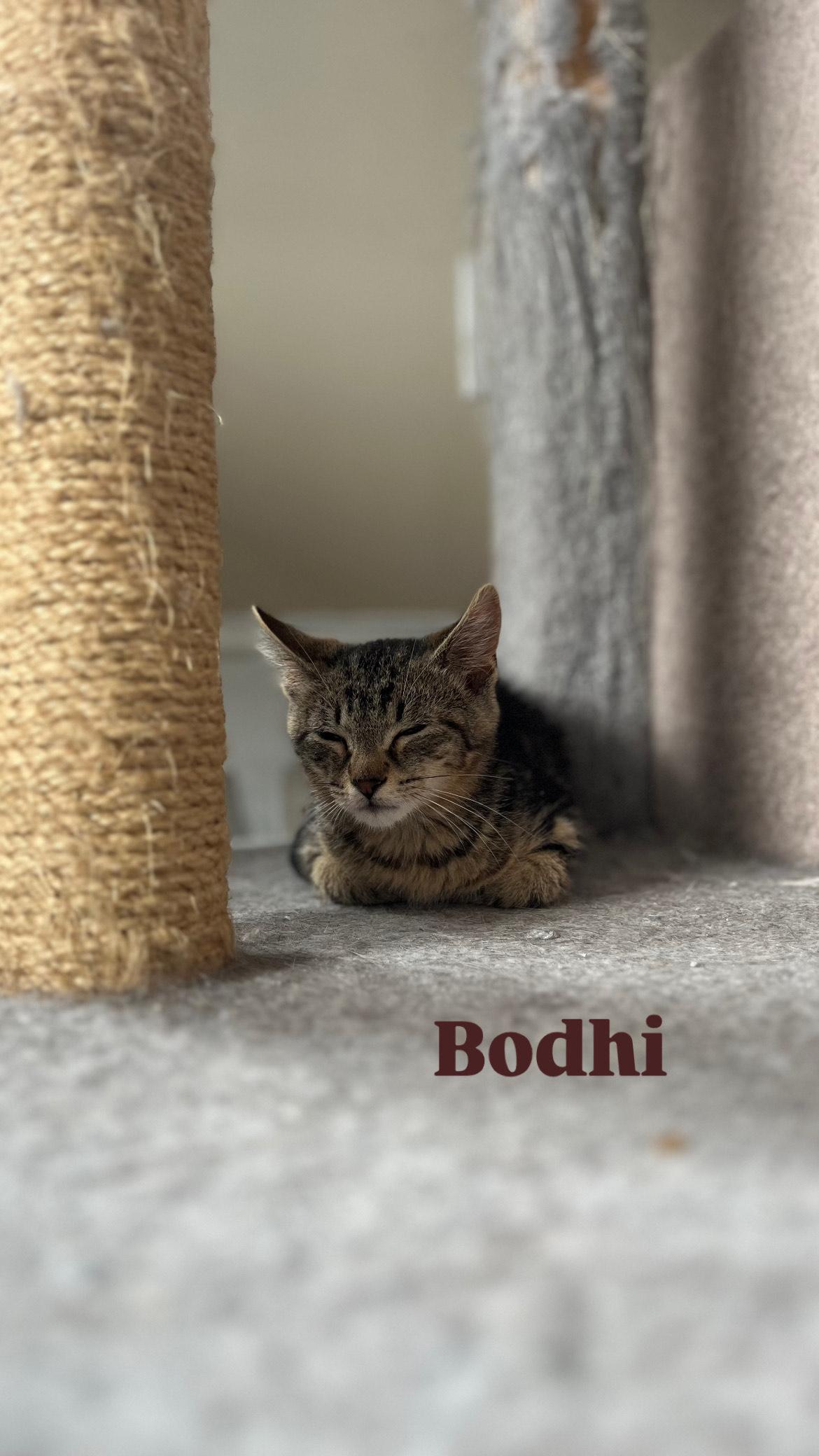 Bodhi, a Adoptable mixed breed in Allentown, PA image 3/3