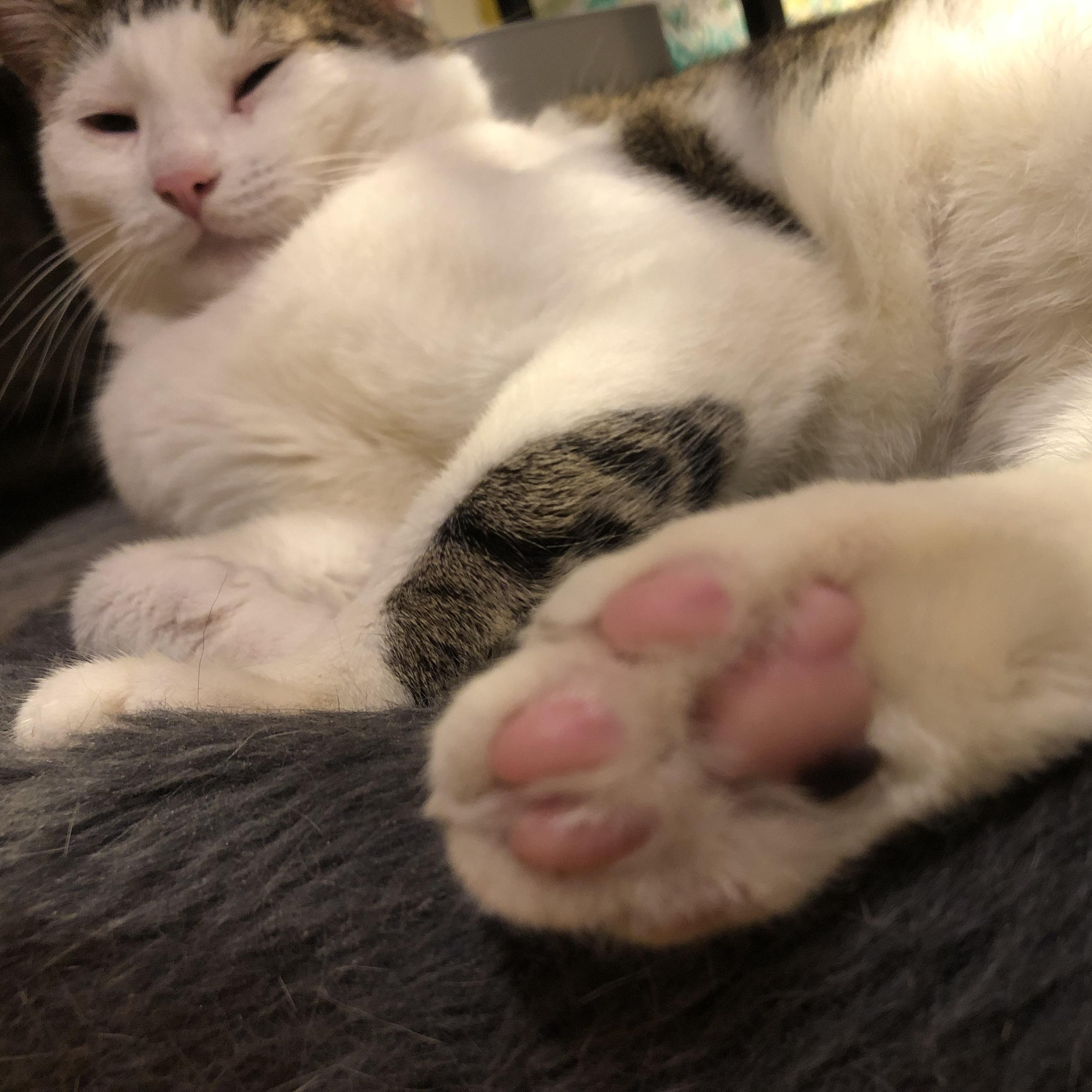 Elijah - Your Future Bestie!, a Adopted Domestic Short Hair in New York, NY image 4/6