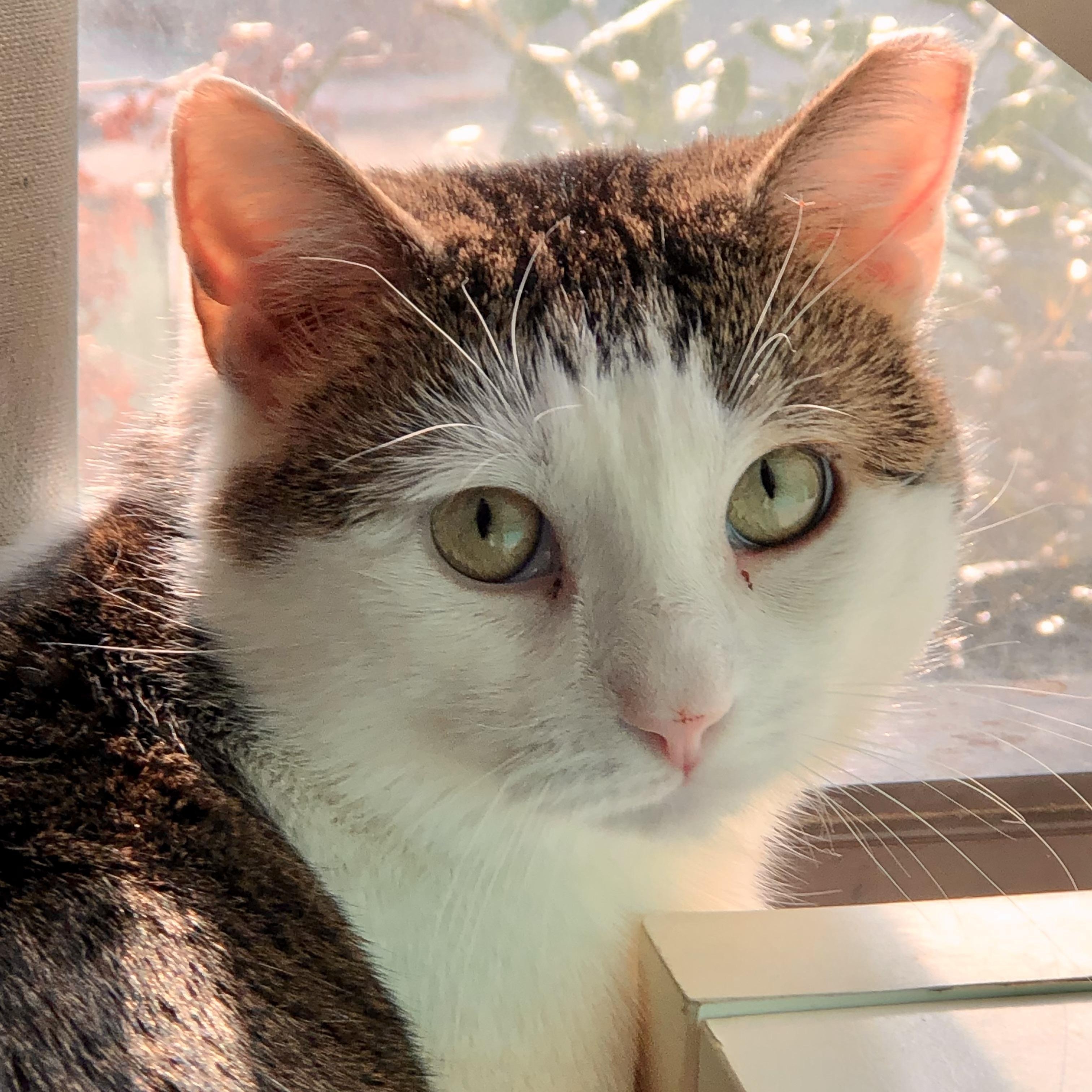 Elijah - Your Future Bestie!, a Adopted Domestic Short Hair in New York, NY image 1/6