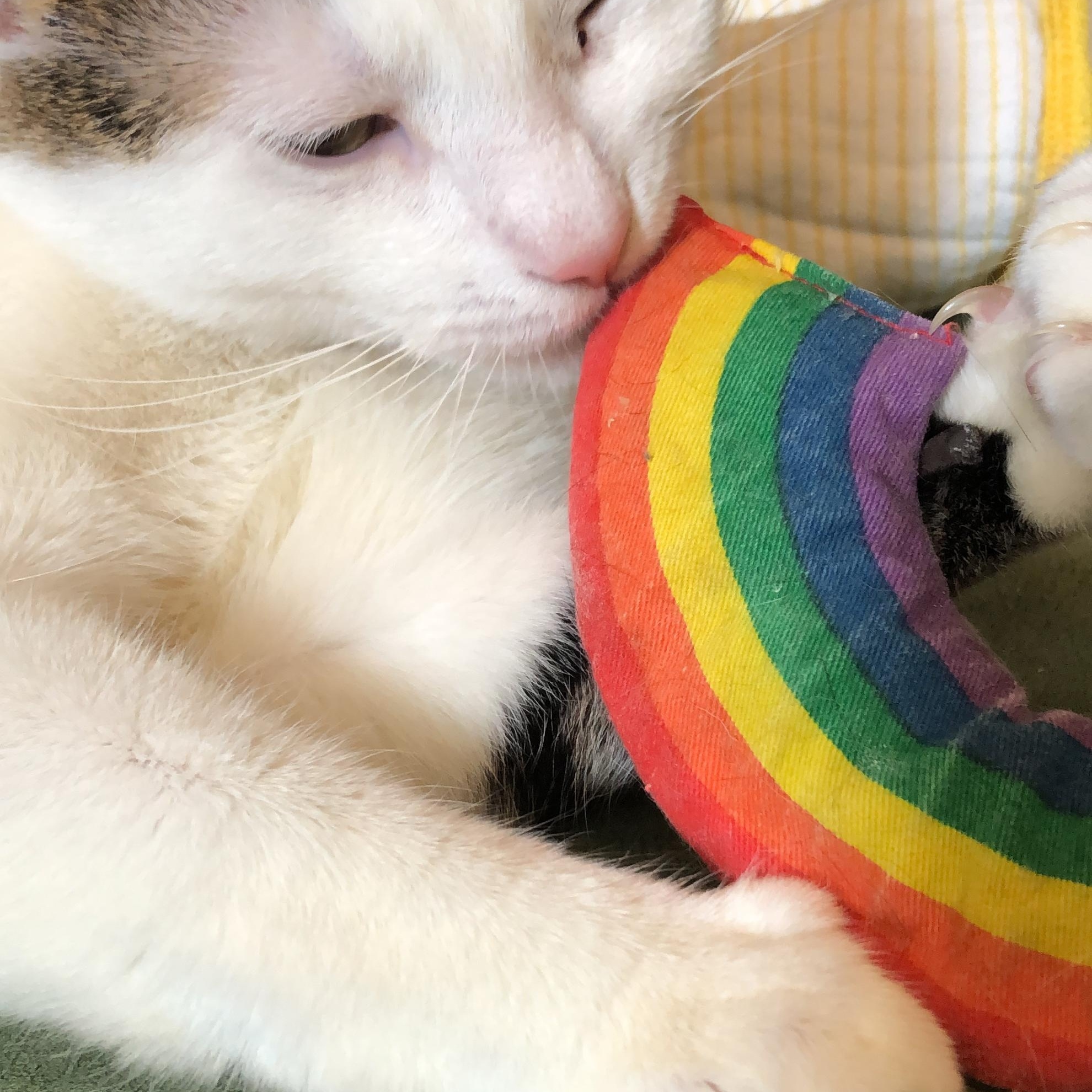 Elijah - Your Future Bestie!, a Adopted Domestic Short Hair in New York, NY image 5/6