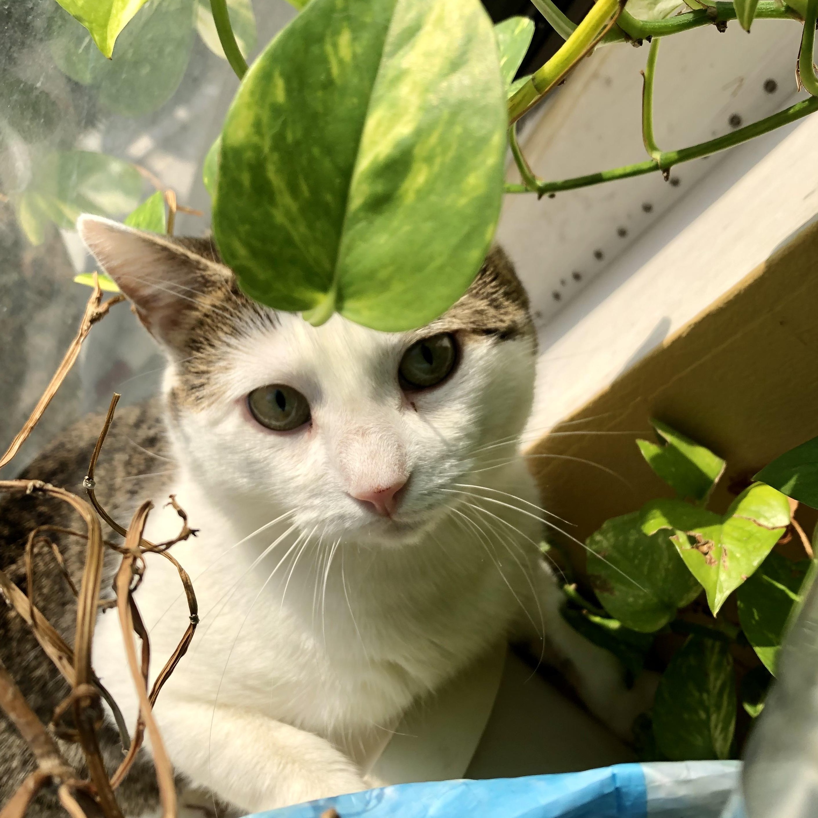 Elijah - Your Future Bestie!, a Adopted Domestic Short Hair in New York, NY image 3/6