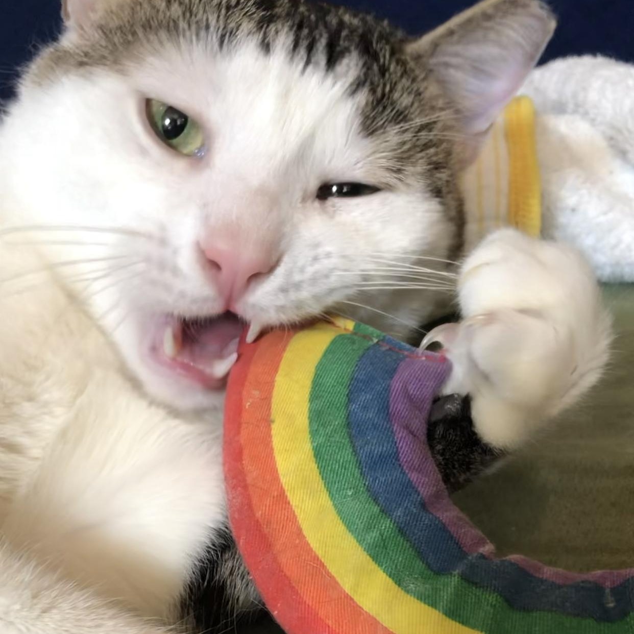 Elijah - Your Future Bestie!, a Adopted Domestic Short Hair in New York, NY image 6/6