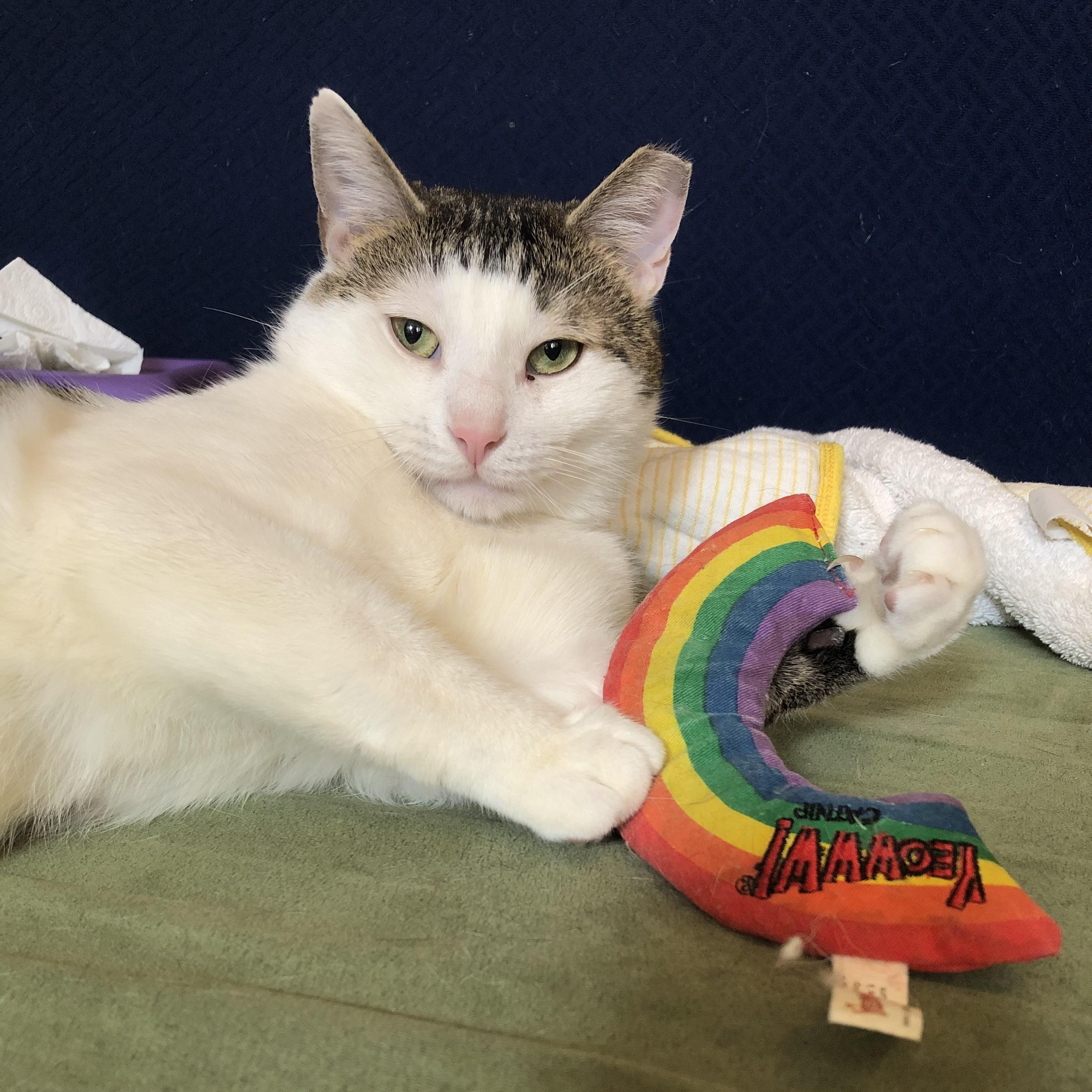 Elijah - Your Future Bestie!, a Adopted Domestic Short Hair in New York, NY image 2/6
