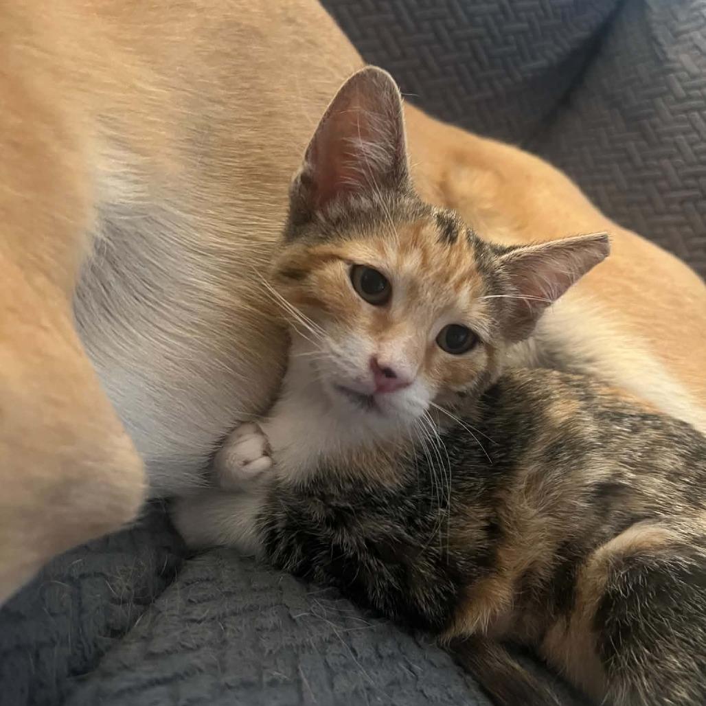 Dollie, Adoptable, Kitten Female Domestic Short Hair.