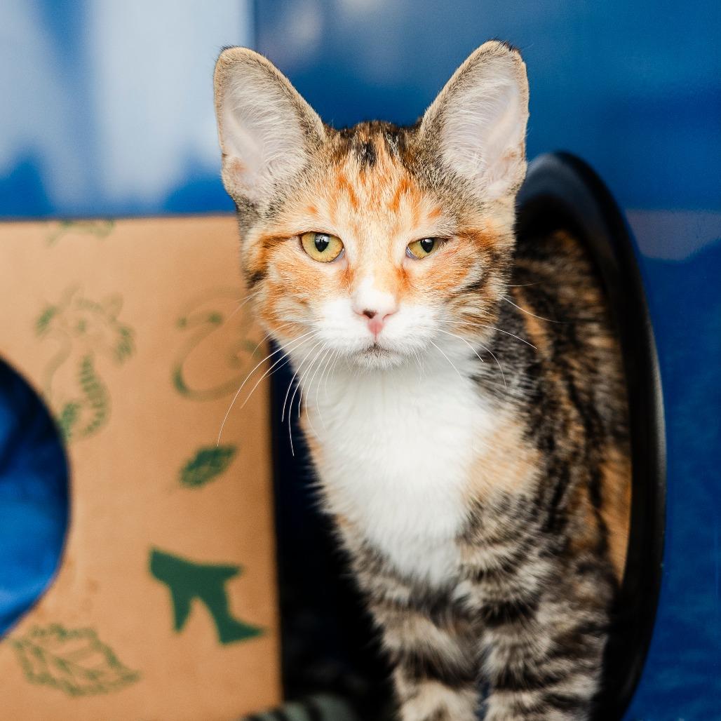 Enlarge Dollie, a Adoptable Domestic Short Hair in Incline Village, NV image 2/6