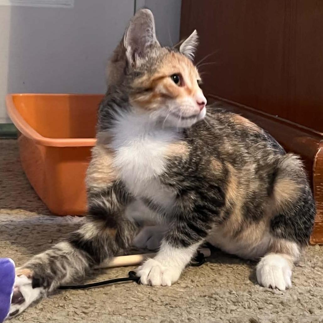 Enlarge Dollie, a Adoptable Domestic Short Hair in Incline Village, NV image 5/6