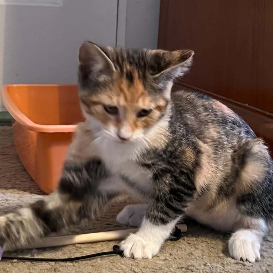 Enlarge Dollie, a Adoptable Domestic Short Hair in Incline Village, NV image 6/6