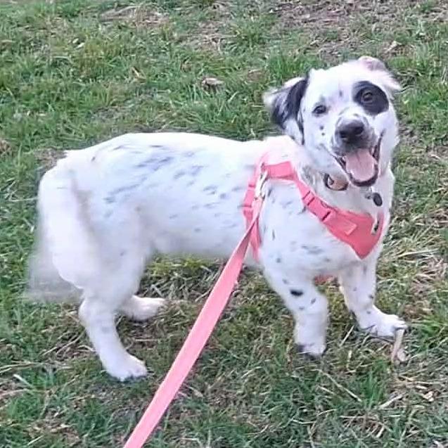 Enlarge Maci, a Adoptable Mixed Breed in Lima, OH image 2/3