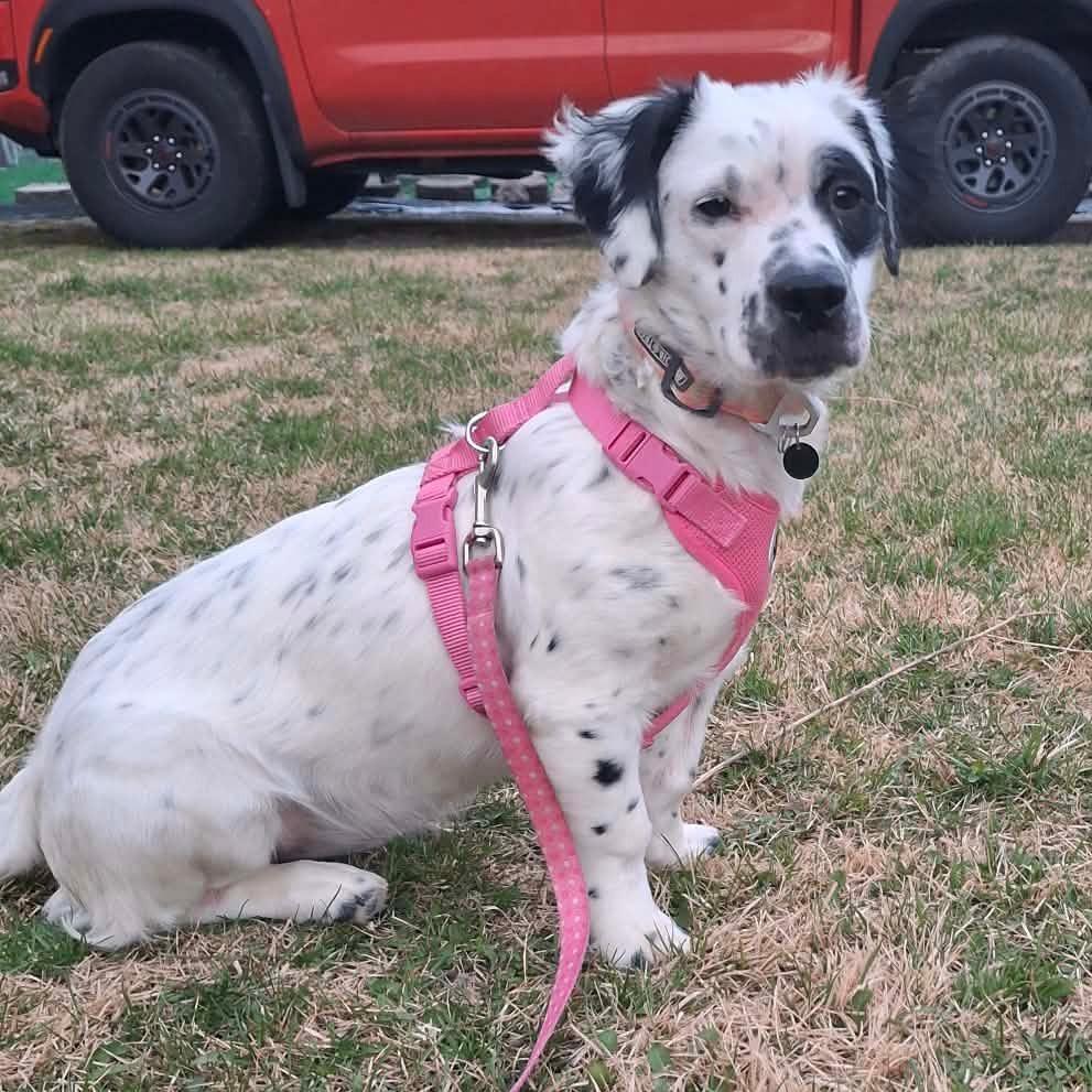 Enlarge Maci, a Adoptable Mixed Breed in Lima, OH image 3/3