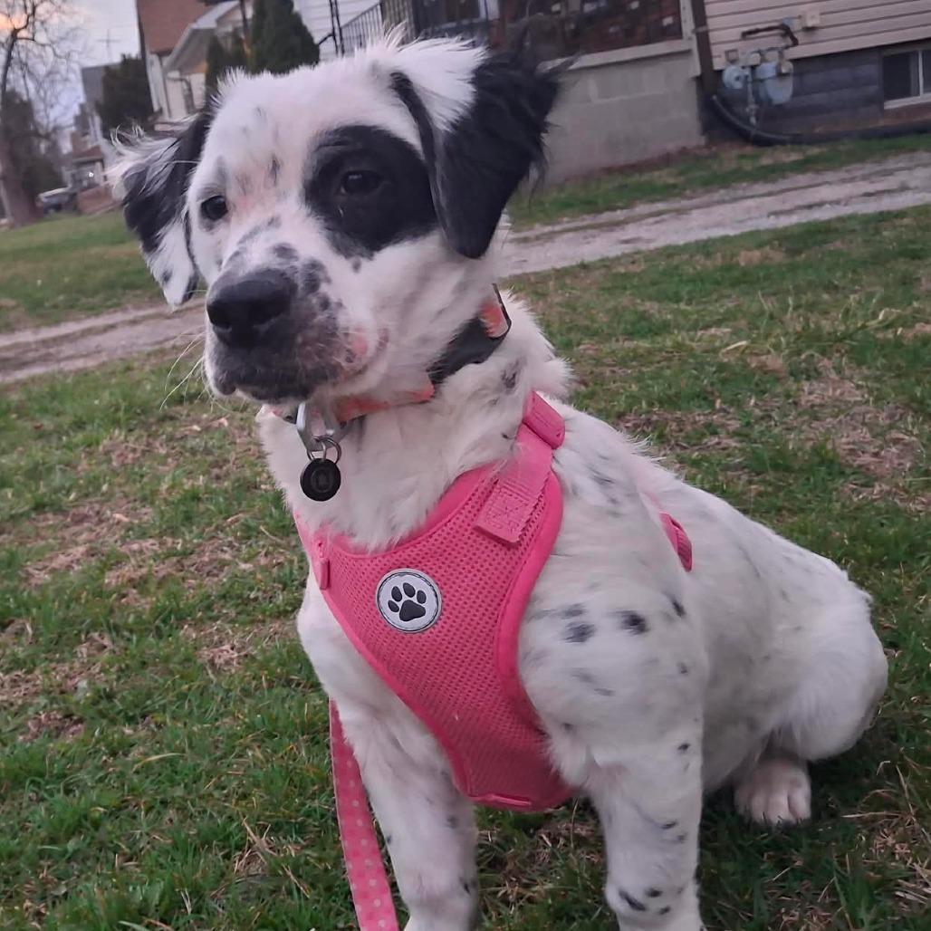 Enlarge Maci, a Adoptable Mixed Breed in Lima, OH image 1/3