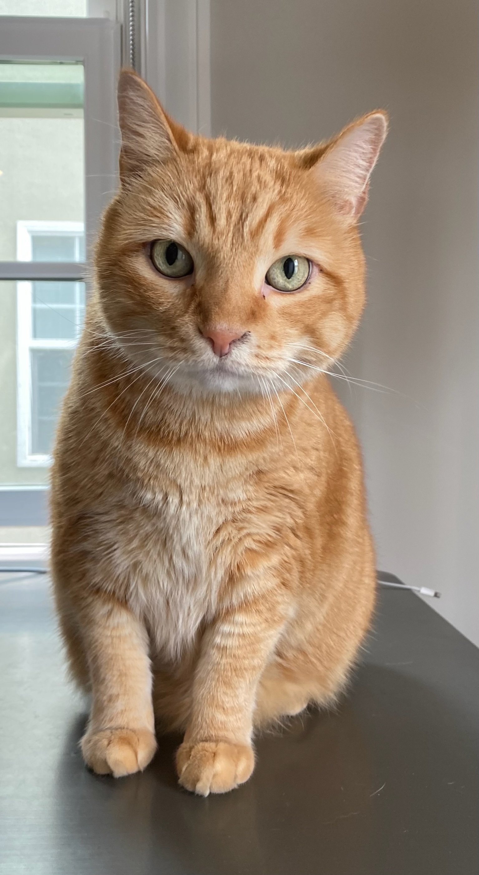 Enlarge Garfield , a Adopted Domestic Short Hair in Pacific Palisades, CA image 1/13