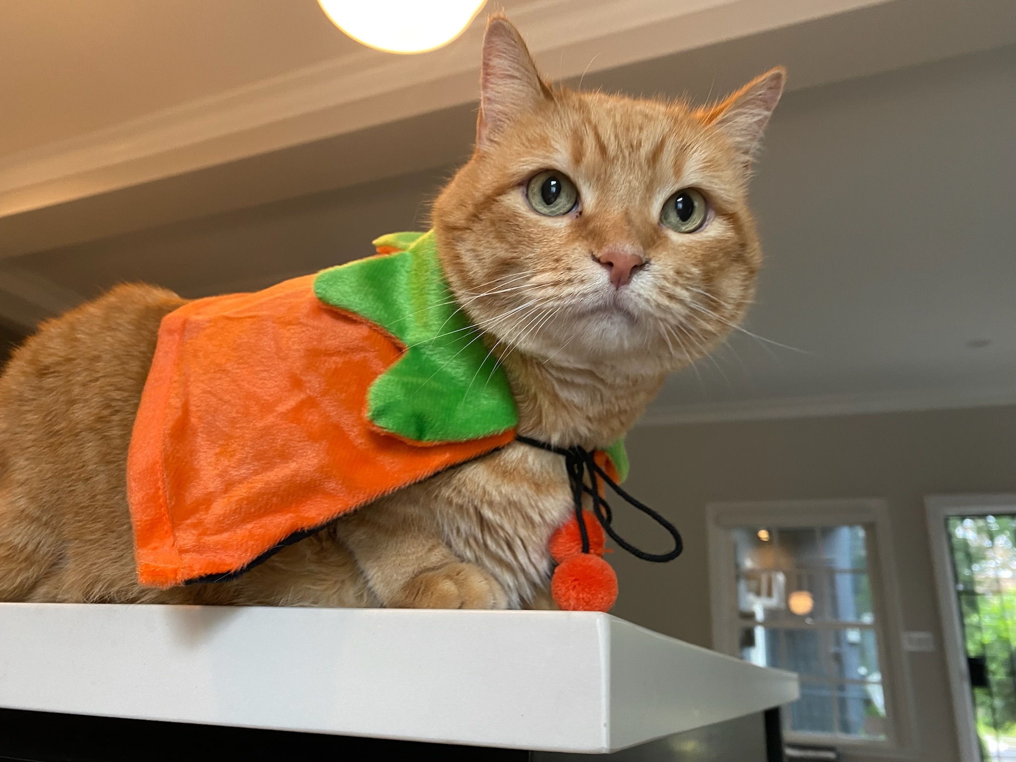 Enlarge Garfield , a Adopted Domestic Short Hair in Pacific Palisades, CA image 2/13