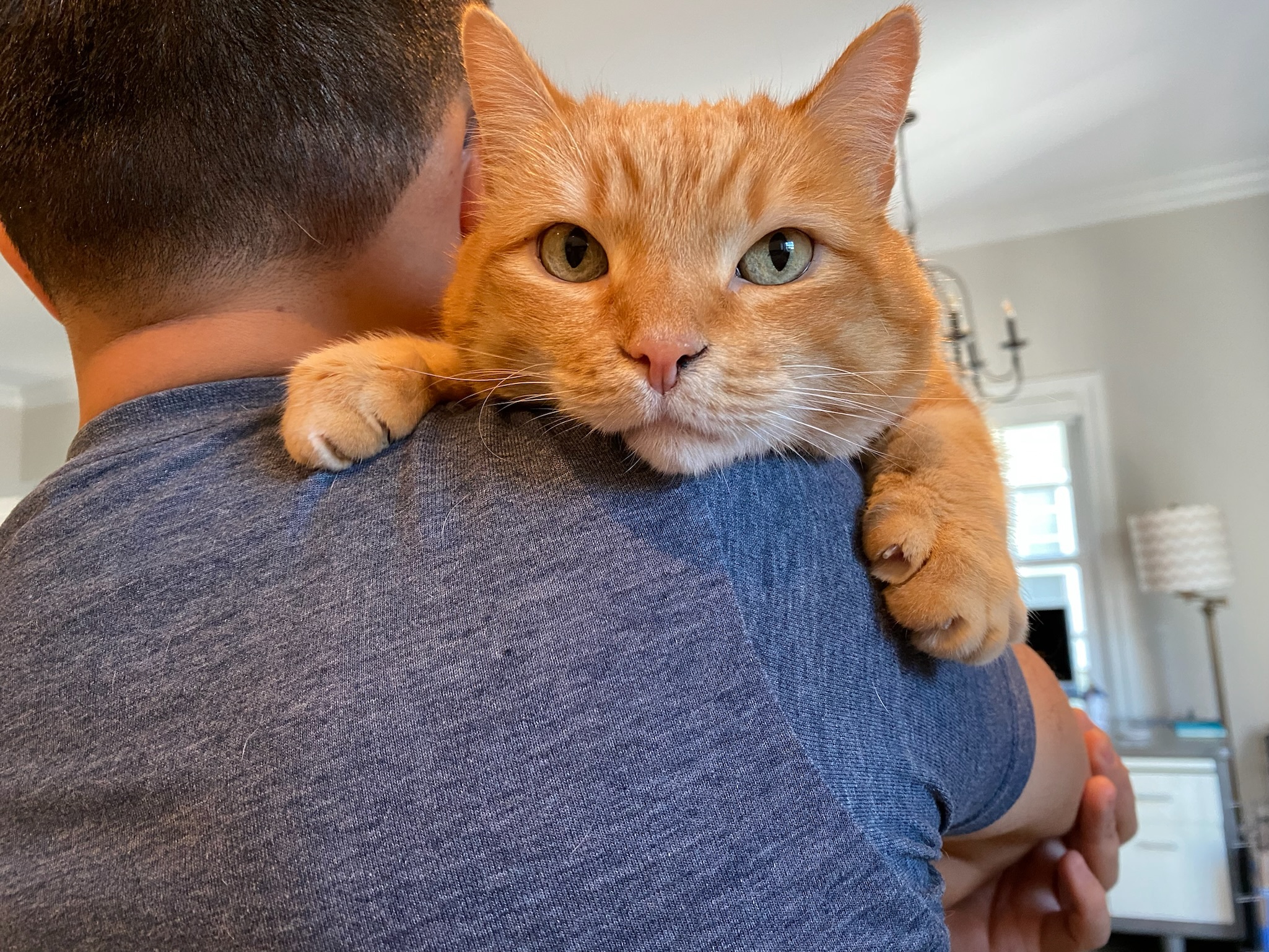 Enlarge Garfield , a Adopted Domestic Short Hair in Pacific Palisades, CA image 3/13