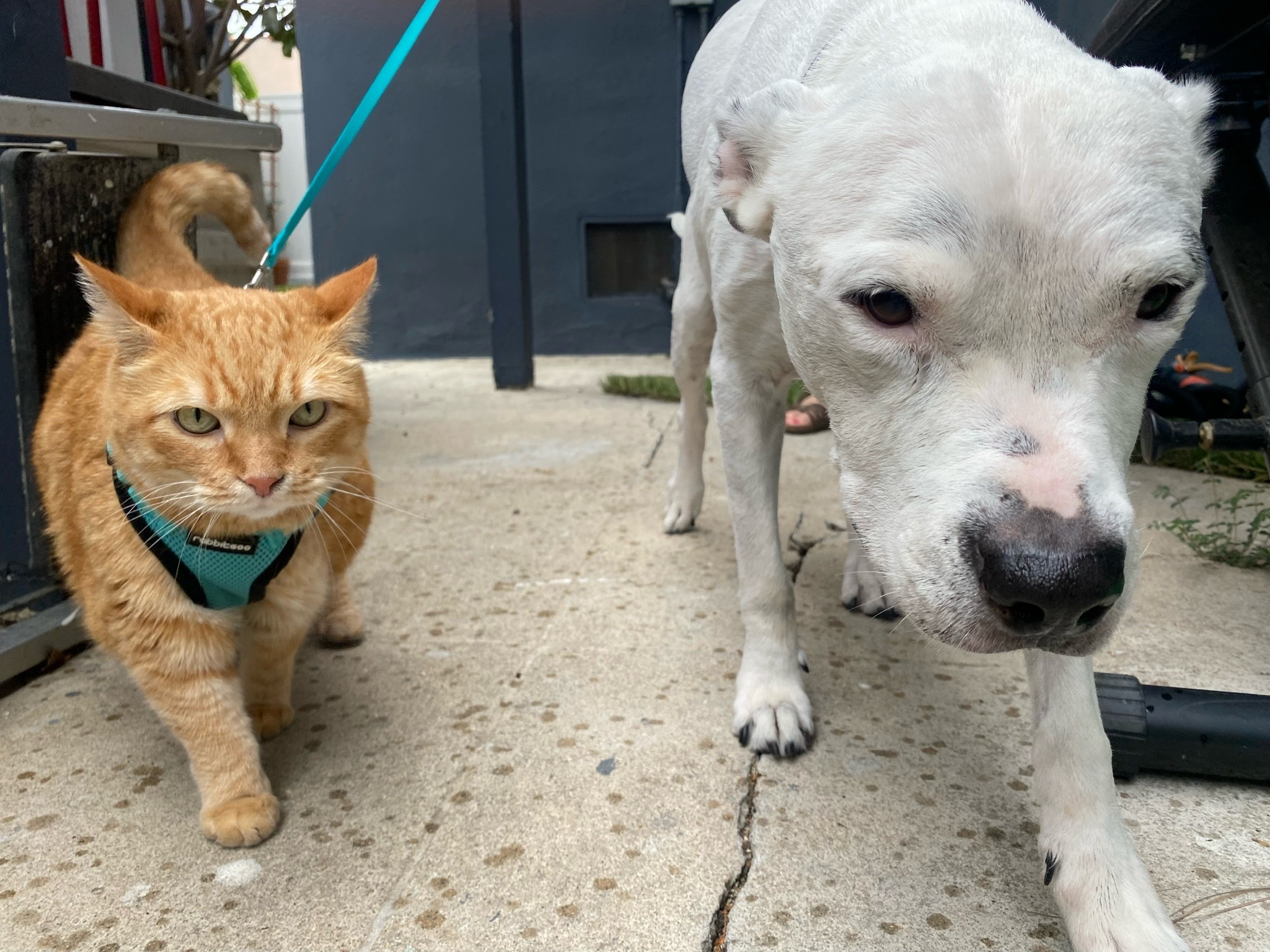 Enlarge Garfield , a Adopted Domestic Short Hair in Pacific Palisades, CA image 4/13