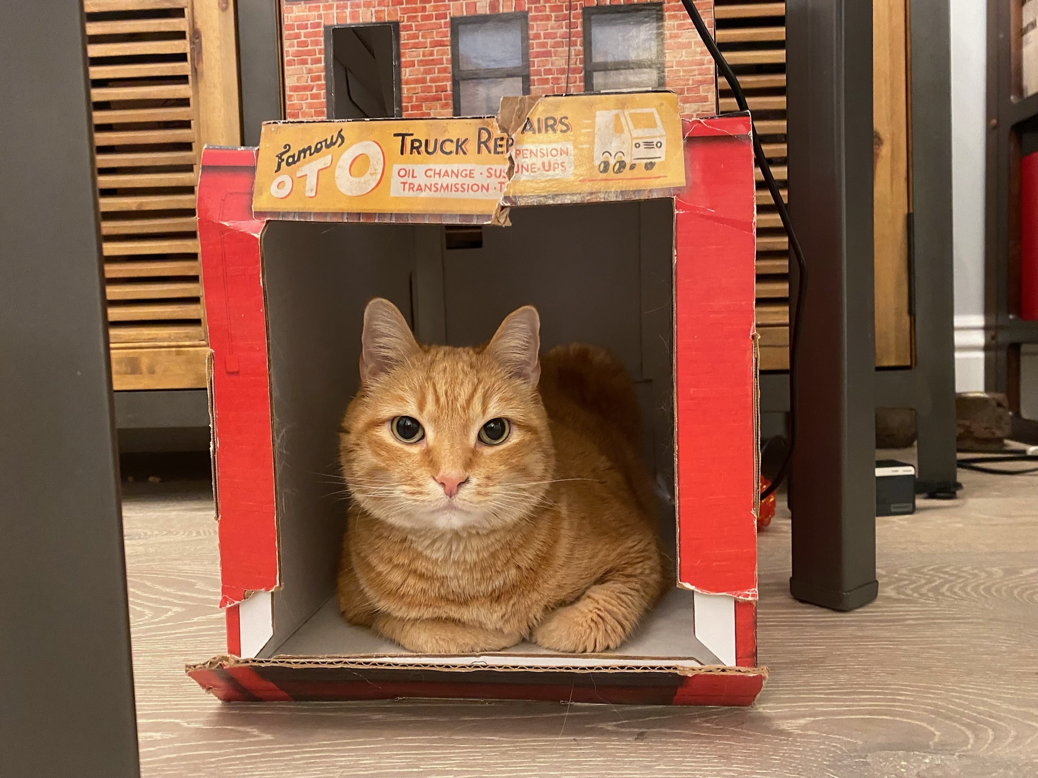 Enlarge Garfield , a Adopted Domestic Short Hair in Pacific Palisades, CA image 5/13