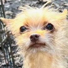 Luna, adopted, Young Female Chorkie.