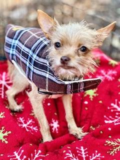 Enlarge Luna, an adopted mixed breed in Ladson, SC image 2/4