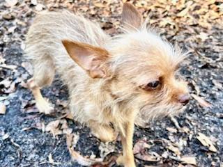 Enlarge Luna, an adopted mixed breed in Ladson, SC image 3/4