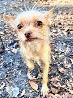 Enlarge Luna, an adopted mixed breed in Ladson, SC image 4/4