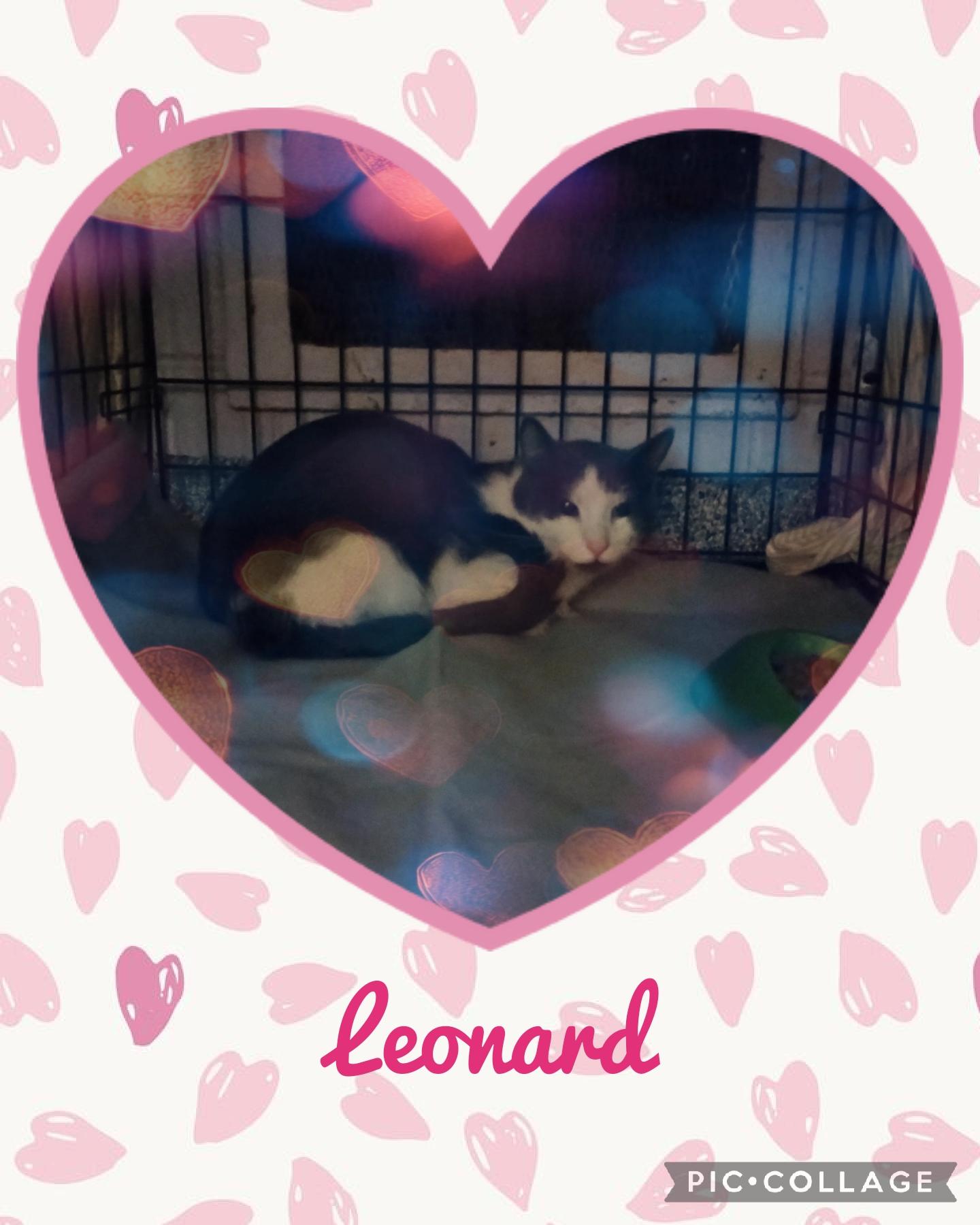 Leonard, adoptable, Adult Male Domestic Short Hair.