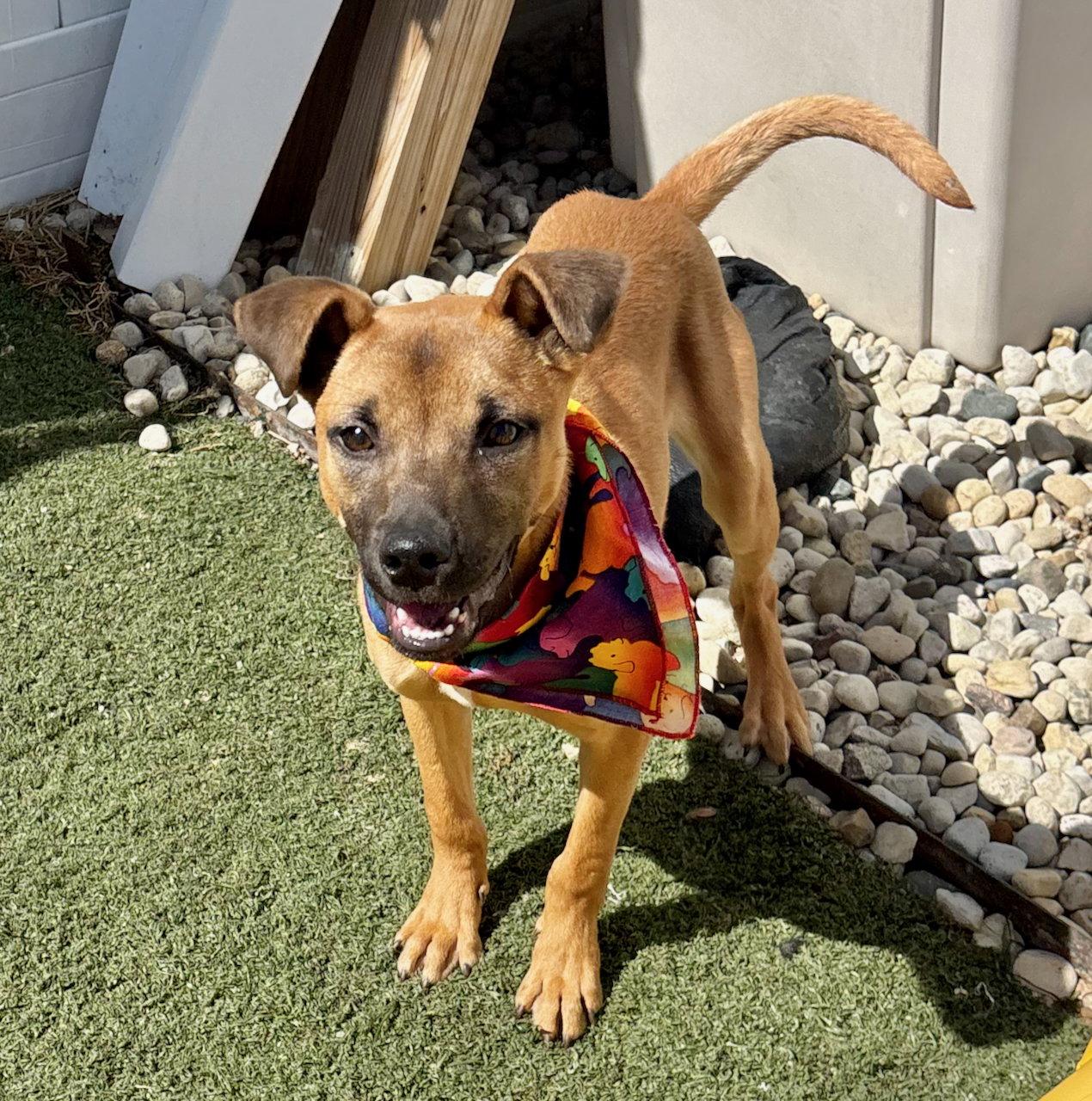 Elsie, Adoptable, Puppy Female Shepherd & Black Mouth Cur.