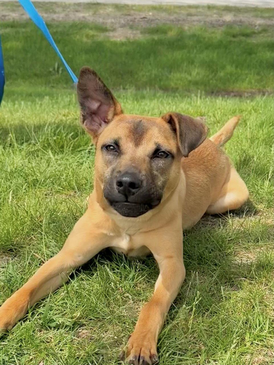 Elsie, Adoptable, Puppy Female Shepherd & Black Mouth Cur.