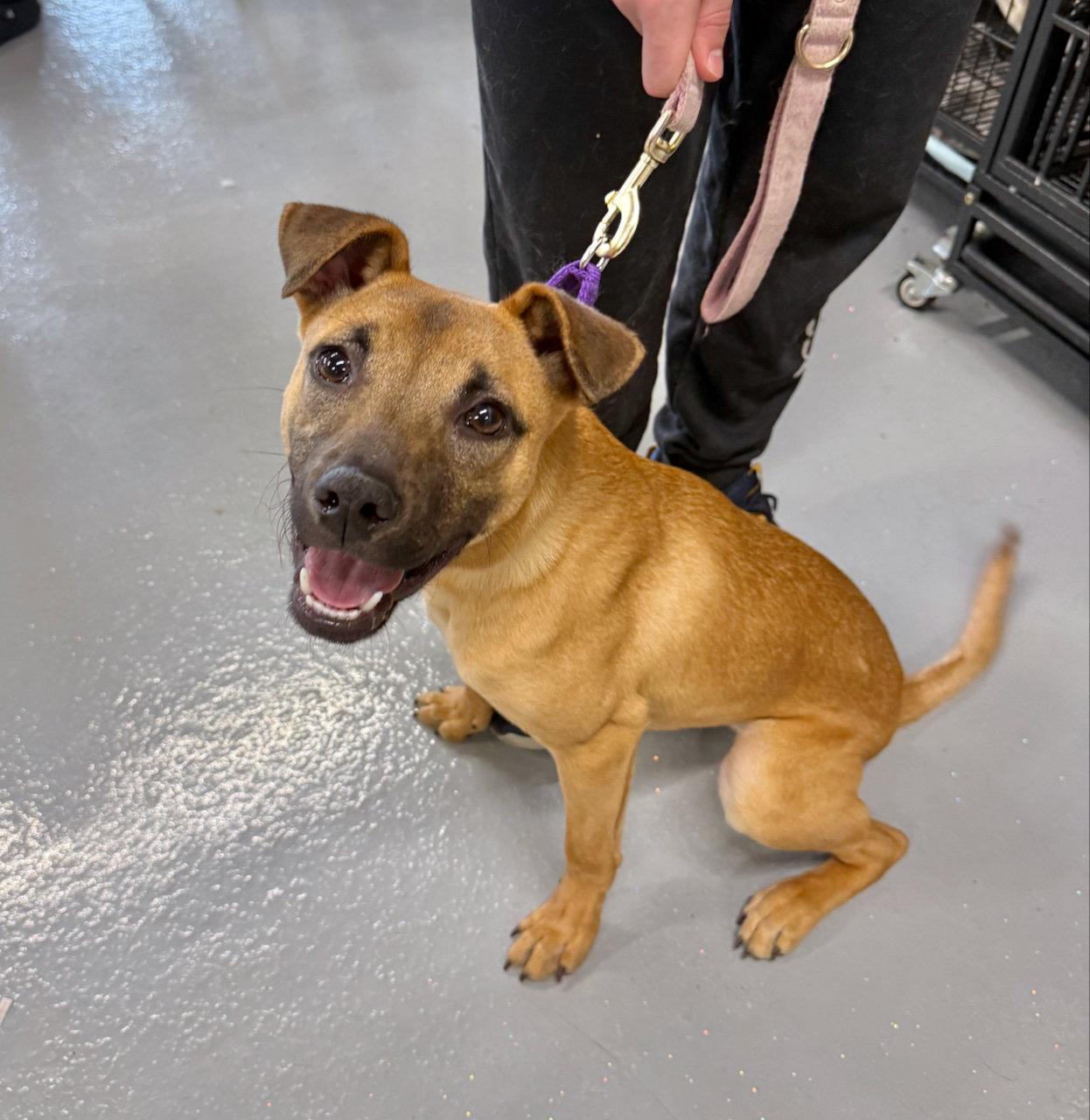 Enlarge Elsie, a Adoptable mixed breed in GILBERTS, IL image 2/3